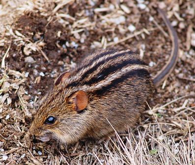 Four-striped Grass Mouse